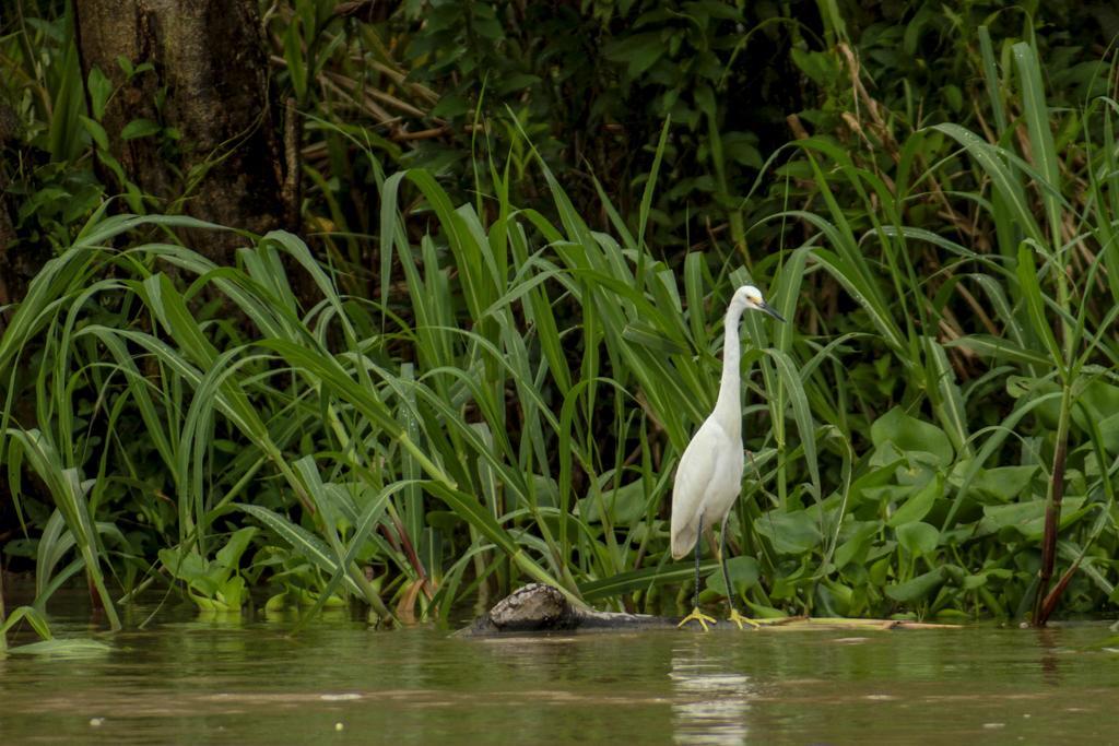 Heliconia Amazon River Lodge Francisco de Orellana Exterior foto